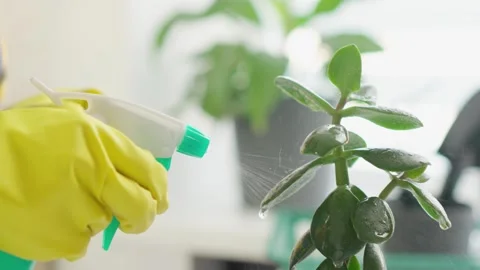 An experienced gardener conducts a master class on transplanting flowerpots Stock Footage 263767562