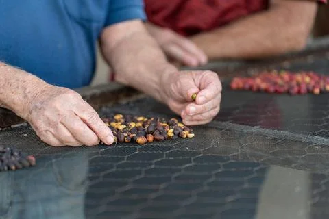 Experienced hands explaining the coffee drying process Stock Photos