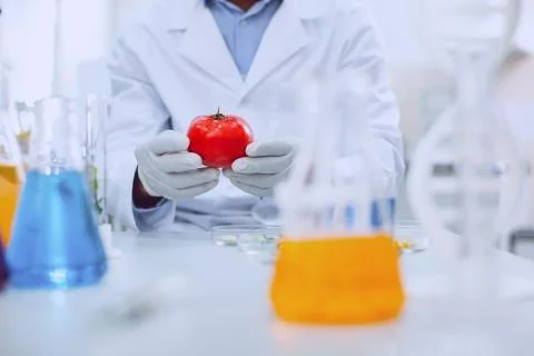 Experienced knowledgeable scientist testing tomatoes Stock Photos