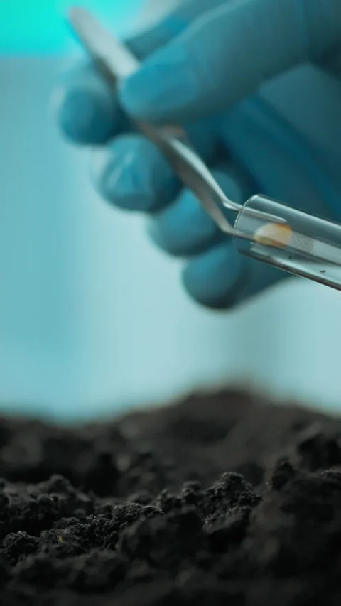 Experienced laboratory worker conducts corn planting experiment in innovativ Stock Footage 331573612