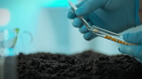 An experienced laboratory worker researcher conducts an experiment by planti Stock Footage 281111967