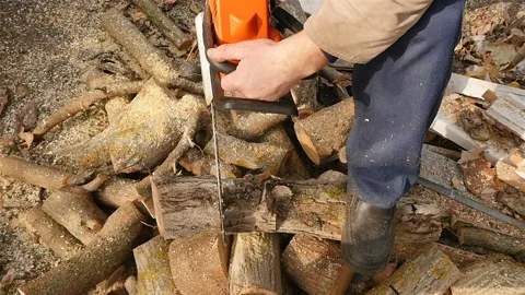 An experienced lumberjack cuts a tree with a chainsaw. Slow motion. Harvesting Stock Footage 120169445