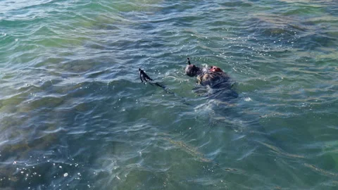 Experienced professional diver navigating vibrant marine ecosystem, observing Stock Footage 316172312