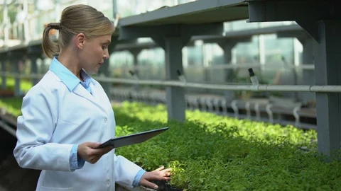 Experienced researcher examining seedlings, inserting data in tablet, experiment Stock-Footage 118936782