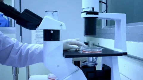 An experienced researcher observes insect cells under a microscope. 4K HD Stock Footage 336583220