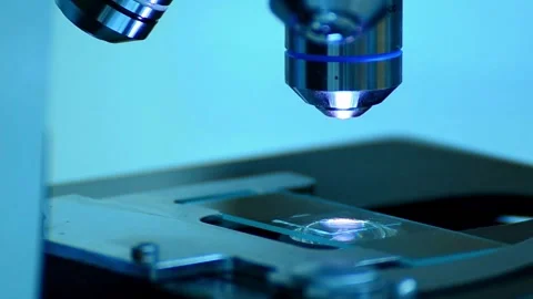 An experienced researcher observes insect cells under a microscope. 4K HD Stock Footage 336583232