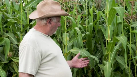 Experienced senior grower inspecting cornfield crop growth Video stock 334572079