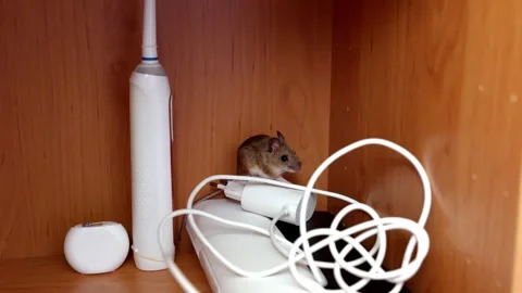Experiencing the Discovery of a Mouse in the Bathroom - Dolly Shot Stock Footage 252634005