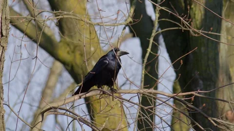 Experiencing a Romantic Candlelit Dinner with Hands Intertwined Together in Stock Footage 305280291