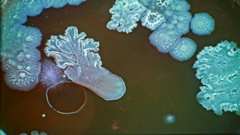 Experiment on growing GMO bacteria capable of decomposing plastic in the wo.. Stock Footage 279617006