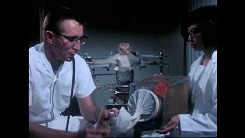 An experiment with mosquitoes is performed on a monkey at the Parke-Davis Stock Footage 143841996