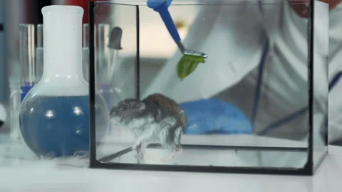 Experiment with mouse in modern chemistry laboratory: scientist giving organic Stock Footage