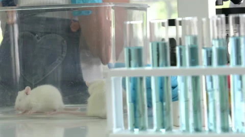 Experiment with rat. Stock Footage 173595193