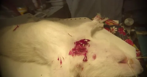 Experiment on rats to stop the blood in the lab close up Stock Footage 50455875