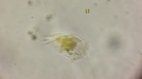 Experiment Science Microscope Footage Moving Cells HD Video stock 55005293