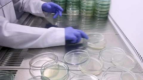 Experiment in a sterile microbiological cabinet Stock Footage 339321893