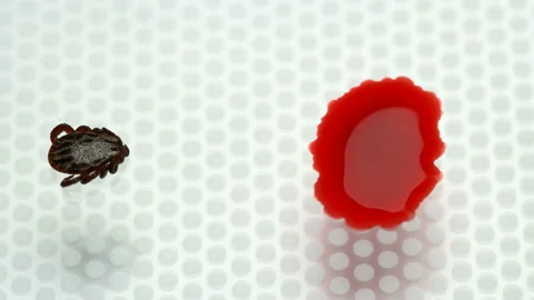 Experiment, whether the mite will drink blood without sucking to the owner Stock Footage 95839513