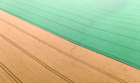 Experimental field with different varieties of wheat. Drone view Fotos Stock