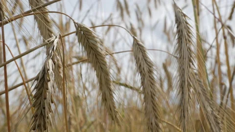 Experimental field. Genetically modified rye. Breeding work. GMO products Stock Footage 136929162
