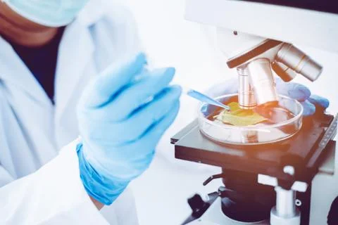 Experimental methods of plant breeding a test tube in an experiment research  Stock Photos