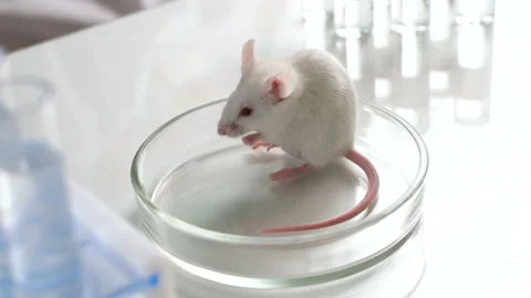 Experimental mice for biological test Video stock 101013676