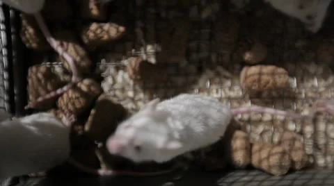 Experimental mice in a cage top view Stock Footage 39490607
