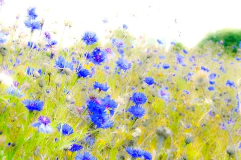 Experimental nature texture Stock Photos