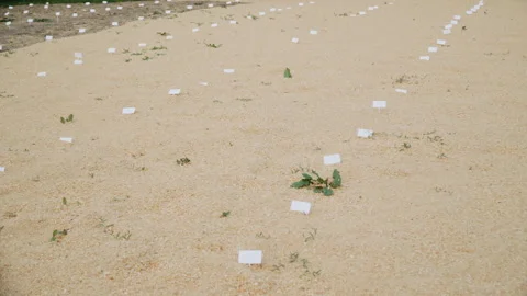 Experimental plot on wood chip plantation, pan right. Stock Footage 310005616