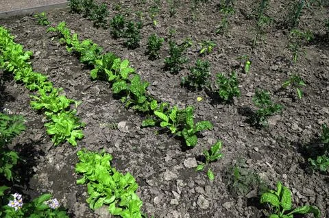 Experimental plots with plants 스톡 사진