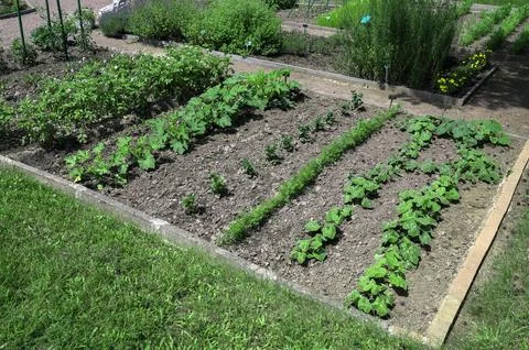 Experimental plots with plants 스톡 사진