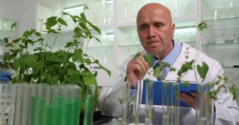 Experimental Research Work in Laboratory Chemist Notes in Agenda Plants Results Stock Footage 83687104