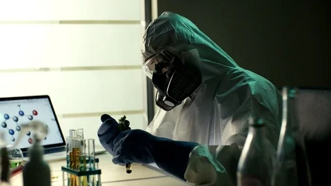 Experimental sort of GMO plant plant in vitro in modern bio laboratory. Elderly Stock Footage 72099050