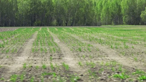 Experimental spring wheat field Stock Footage 76174765