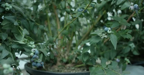 Experimenting on Plant Stock Footage 81416216