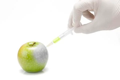 Experimenting with transgenic apples. Stock Photos