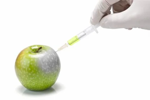 Experimenting with transgenic apples. Stock Photos