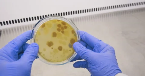 Experiments with bacteria in the laboratory Stock Footage 174669659