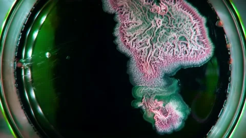 Experiments on the development of GMO bacteria decomposing plastic. Biodegrad Stock Footage 134536326