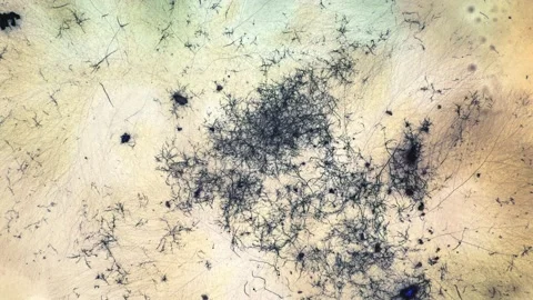 Experiments on the development of GMO bacteria decomposing plastic. Biodegrad Stock Footage 134573111
