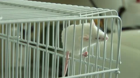 Experiments on laboratory mice Stock Footage 22225428
