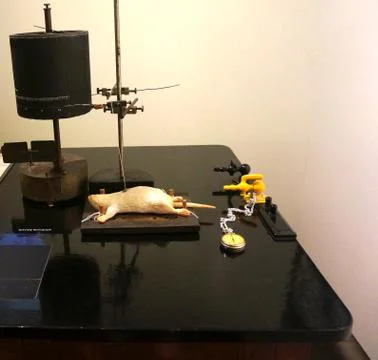 Experiments using mice in ancient Stock Photos