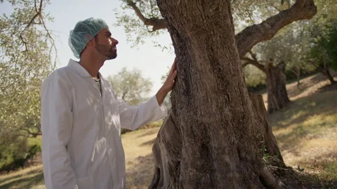 Expert agronomist touching the trunk of an olive tree Stock Footage 267070427