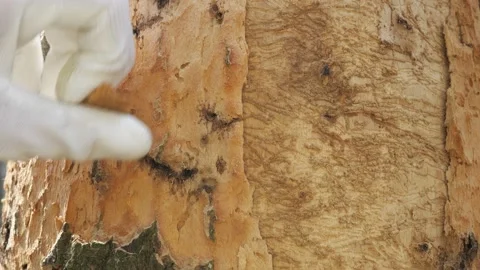 The expert check the oak tree trunk without bark. Infested dying tree in a oak f Stock Footage 155930781