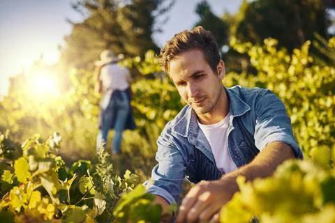 The expert farmer hard at work. a young man tending to his crops on a farm. Stock Photos