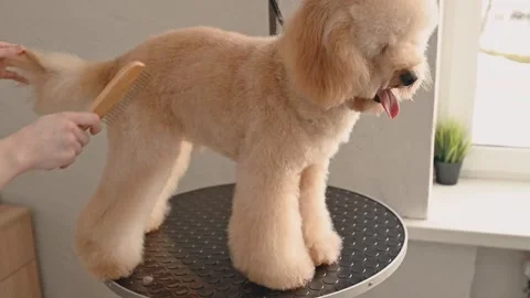 Expert groomer uses specialized tools for detangling stubborn knots in poodles Stock Footage 305539785