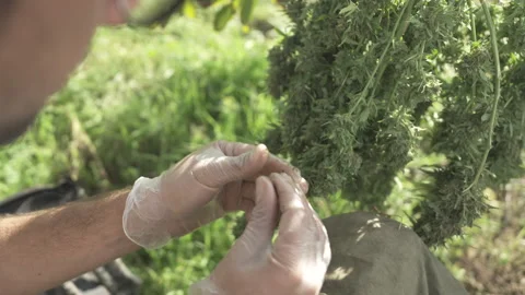 Expert hand checking cbd cannabis quality Stock Footage 316542904