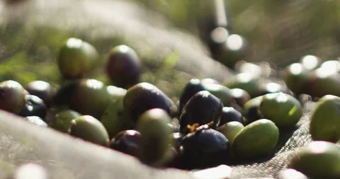 Expert hand of quality controller of italian olives to get special oil. Stock Footage 115317510