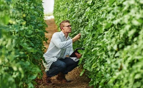 Expert, plants and science with tablet for research in the environment for Stock Photos