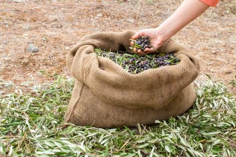 Expert of quality hands checking mediterranean olives. Sackcloth bag full on  Stock Photos