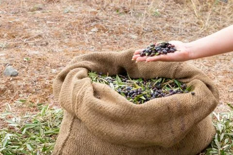 Expert of quality hands checking mediterranean olives. Sackcloth bag full on  Stock Photos